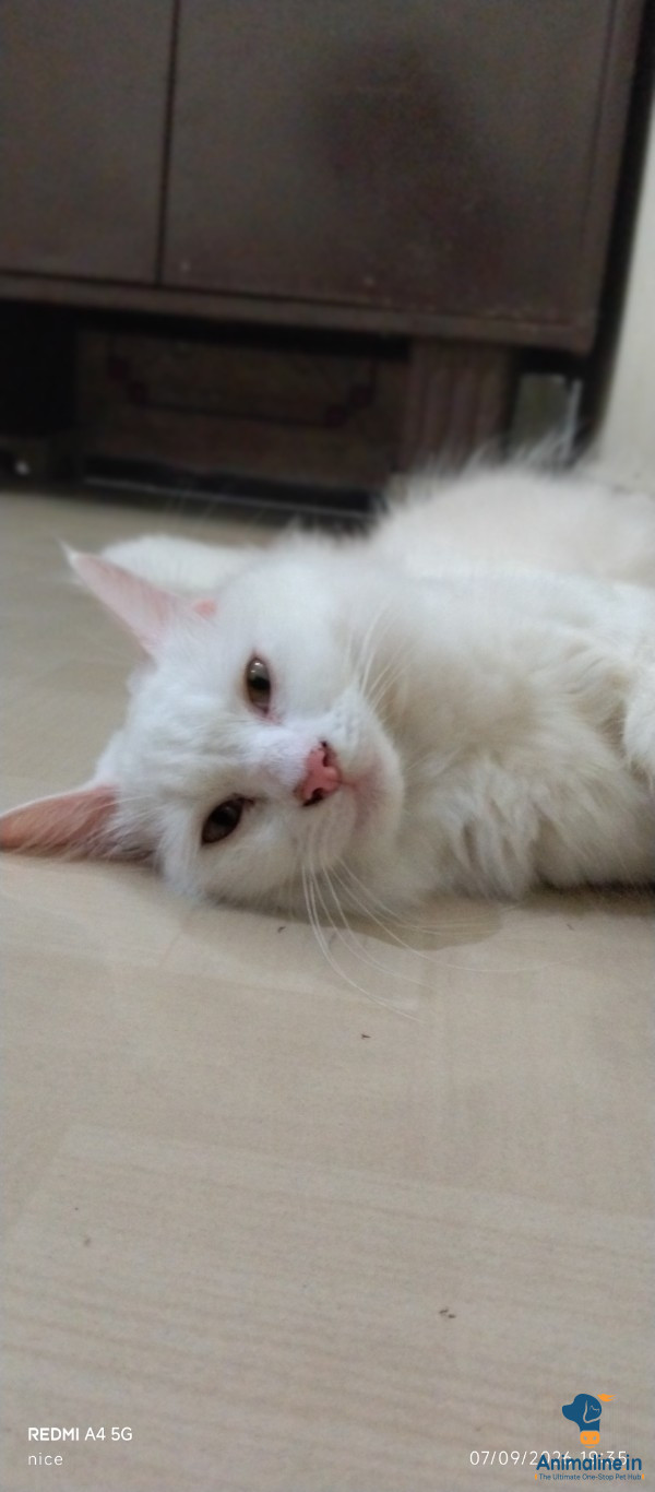 10months old cat 