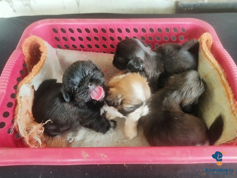 25days puppies good quality, lot available 