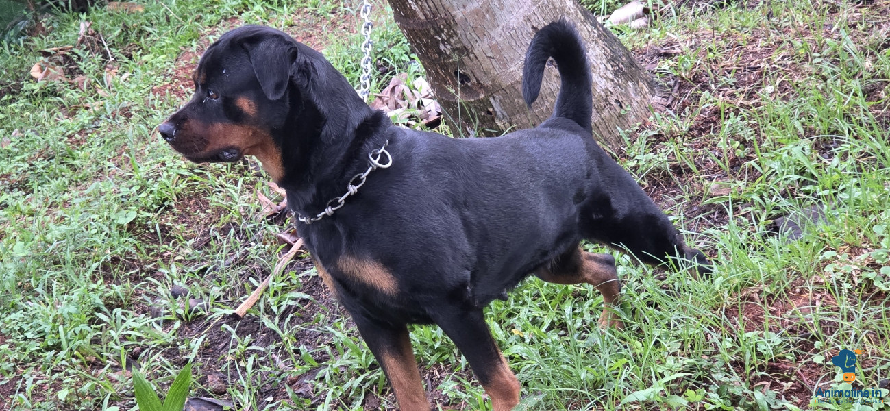 Rottweiler Female good quality blood line is for sale