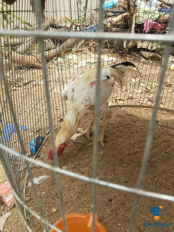 1.5 Varshada Hunja