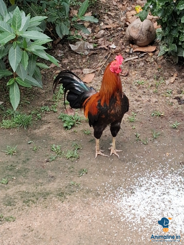 ಮಾರಾಟಕ್ಕಿದೆ ಆರೋಗ್ಯಕರ ಪುರುಷ Desi Murgi or Nati Kohli