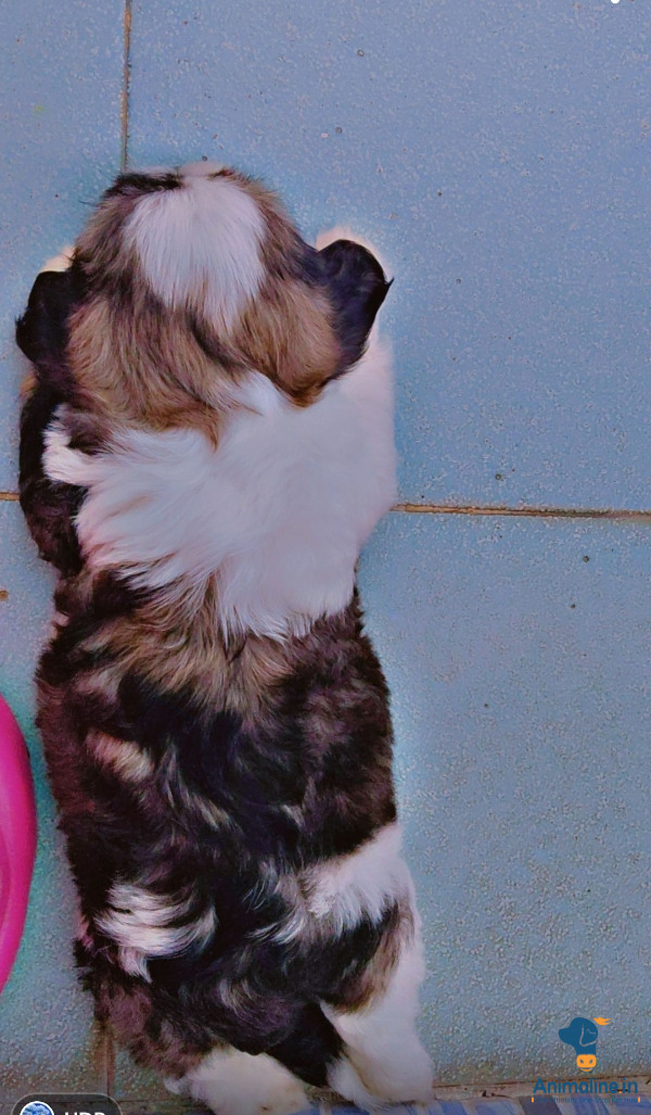 2 month old puppy 