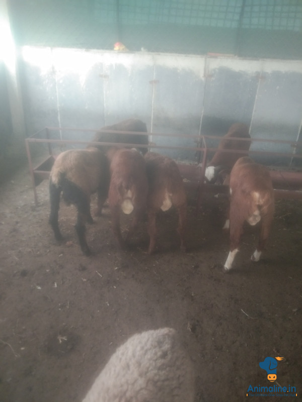 Healthy and Active Female Others for Sale