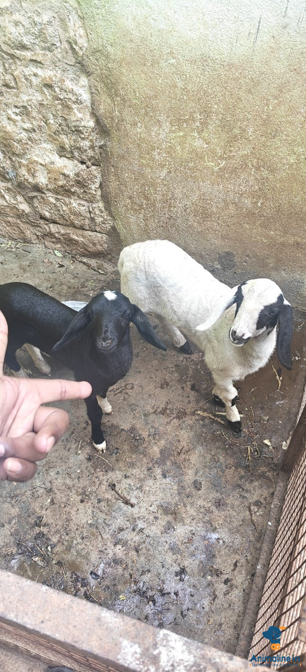 Healthy and Active Male Nali Sheep for Sale