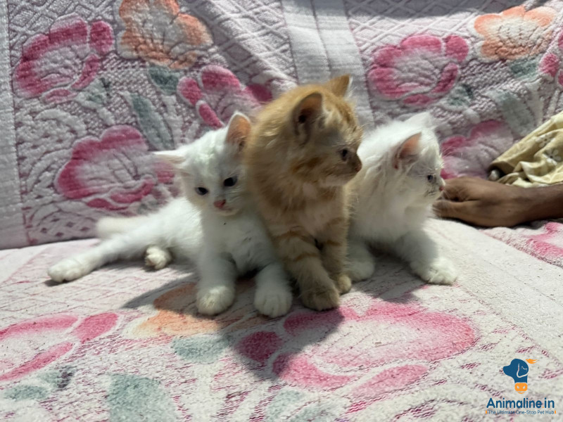 Persian kitten both male and female available.