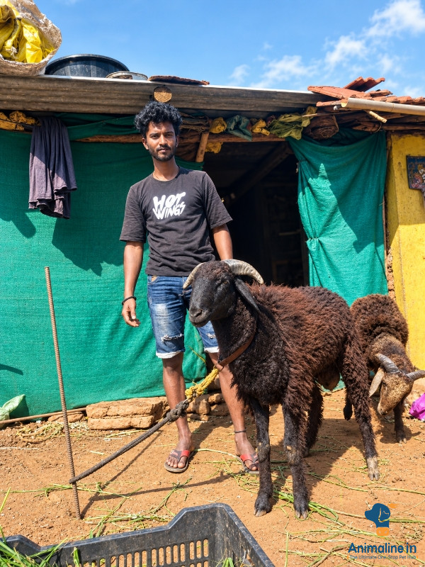 ಮಾರಾಟಕ್ಕಿದೆ ಆರೋಗ್ಯಕರ ಪುರುಷ Nali Sheep