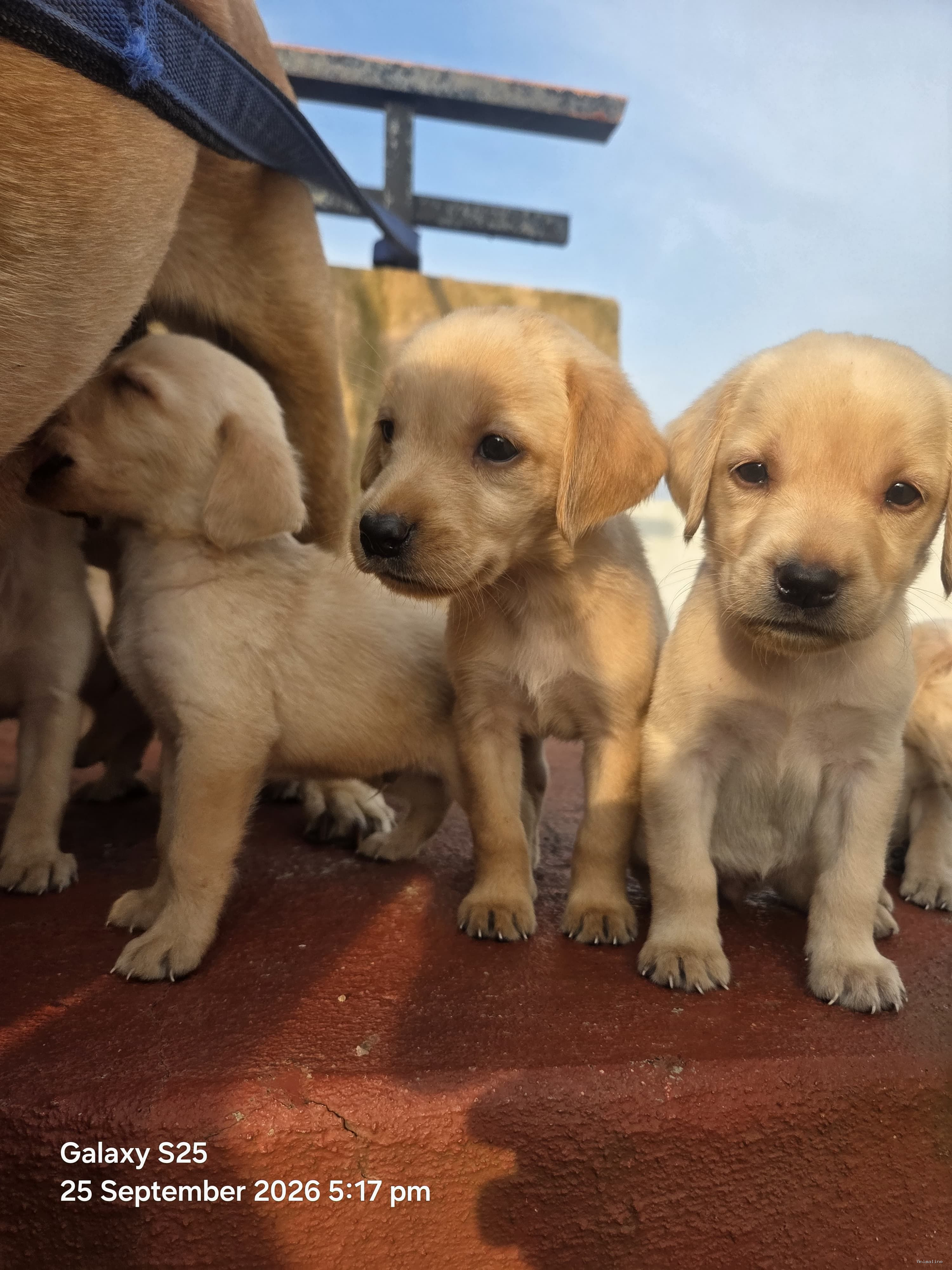 Pure lab puppies