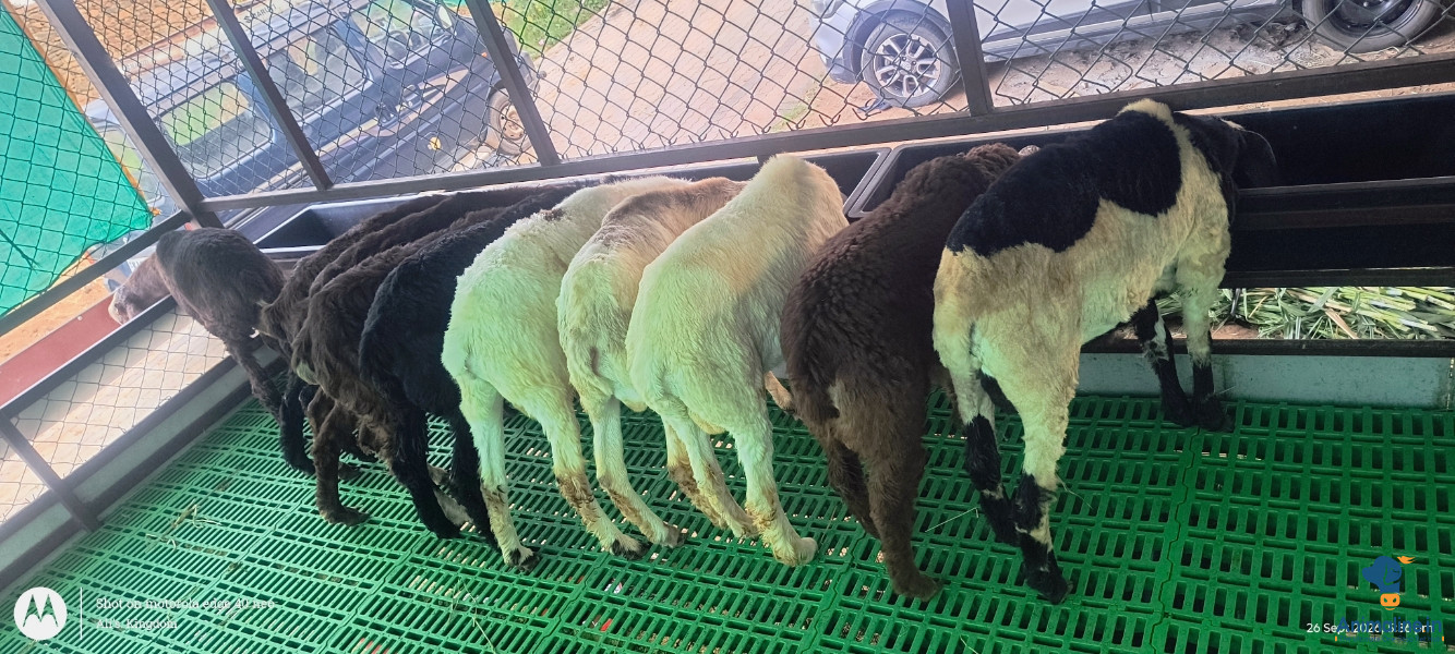 It has 6months old ,we sell live weight also 