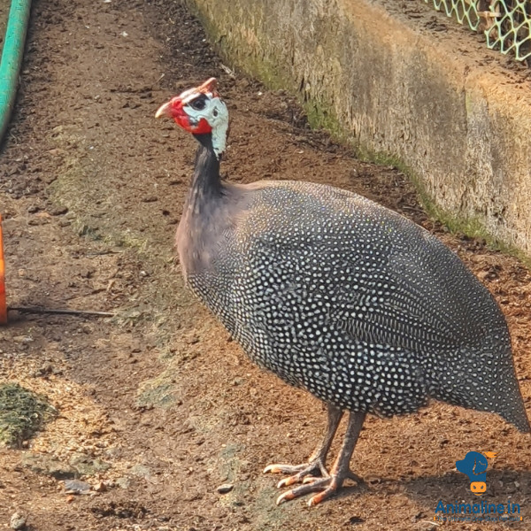 Premium  Guinea Fowl for Adoption