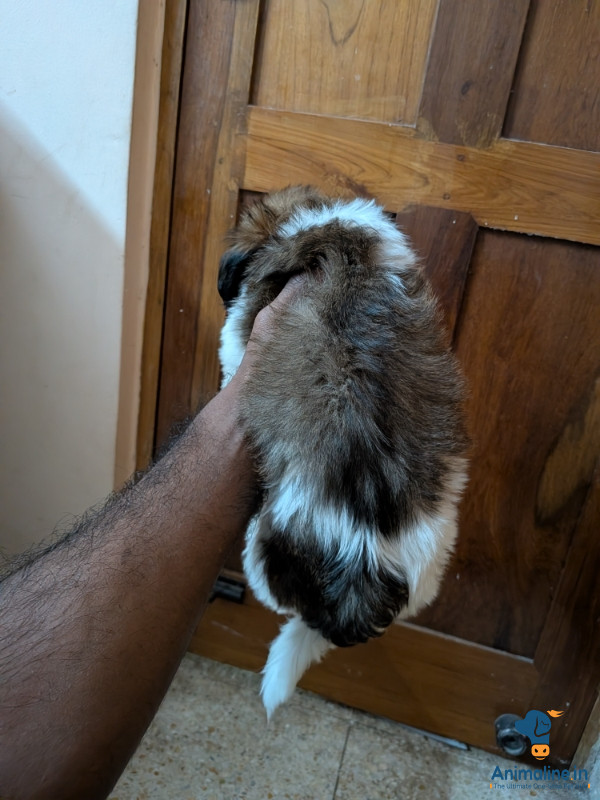 Shitizu puppy