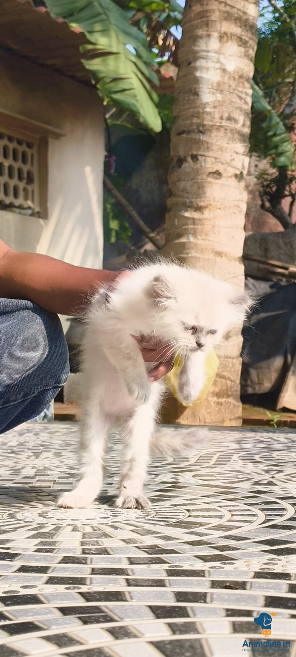 2months old kittens