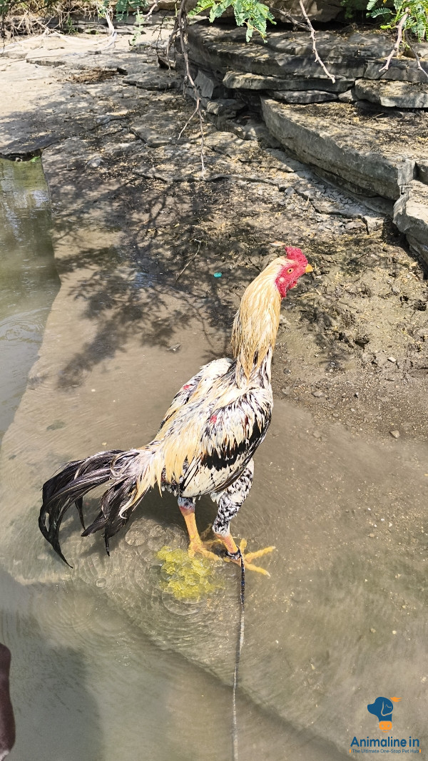 1 ವರ್ಷದ ಹುಂಜ 