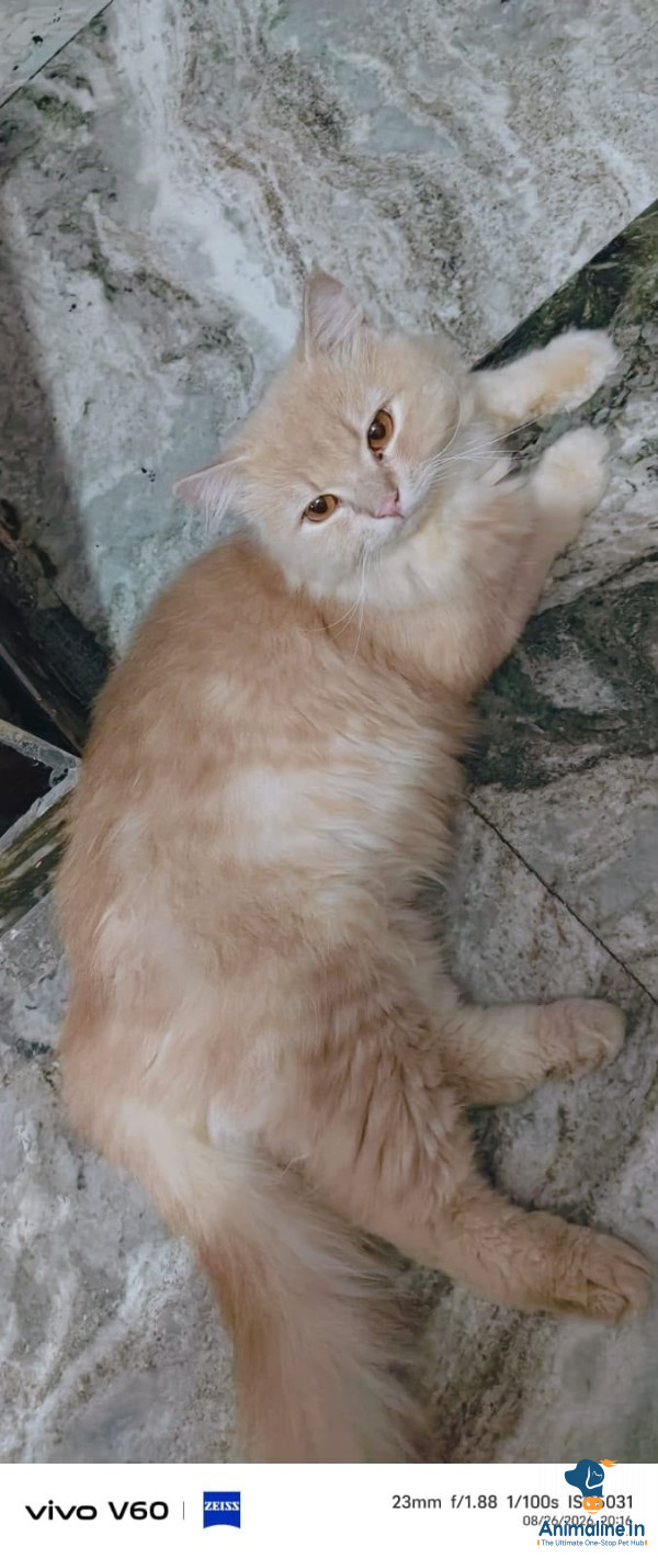 It's a one year old persian cat 
