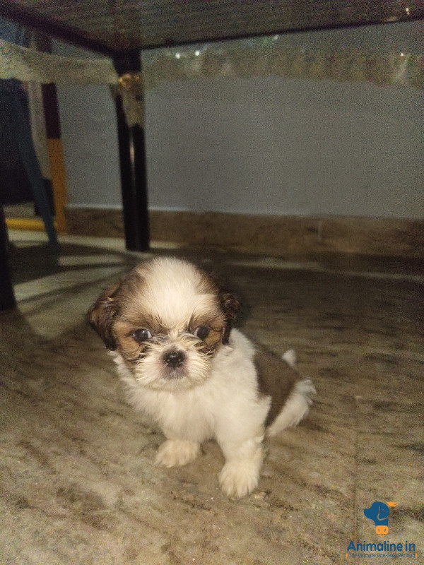 Healthy and Active Male&Females Shih Tzu for Sale