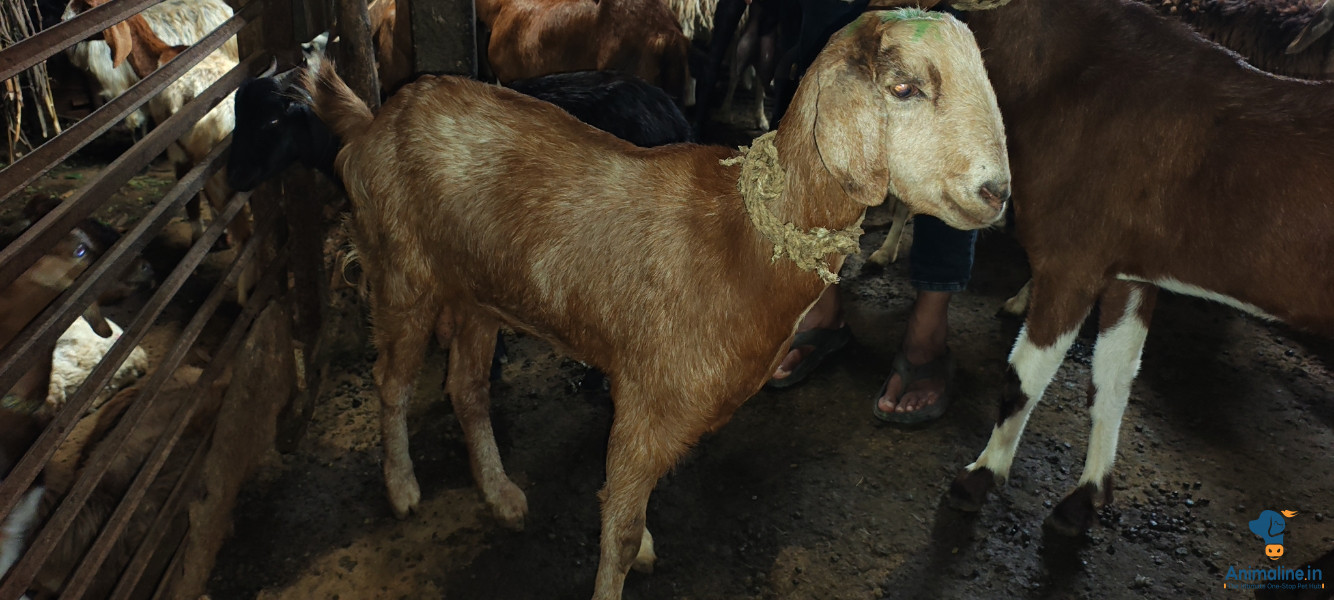 Pure nati 30kg fix vasundara goat fram jp nagara mysore