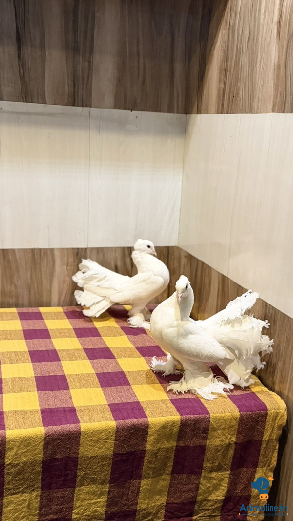 4 months ,pure white healthy birds