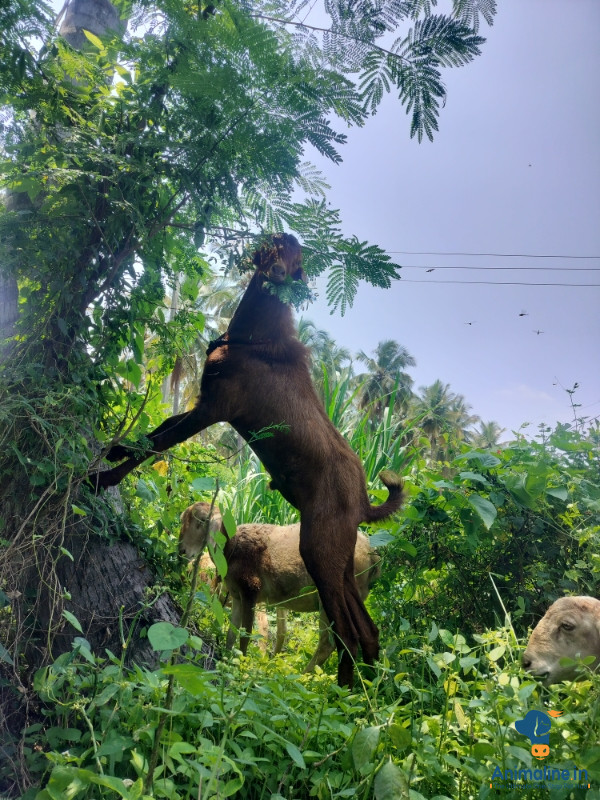 Premium Others Goat for Adoption