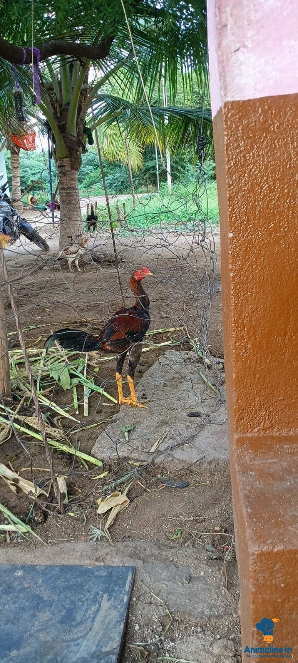 6 ತಿಂಗಳ ಆರೋಗ್ಯಕರ ಪಟ್ಟ 