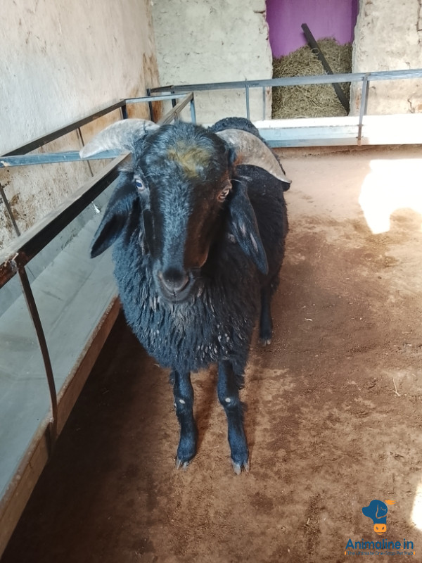 ಮಾರಾಟಕ್ಕಿದೆ ಆರೋಗ್ಯಕರ ಪುರುಷ Nali Sheep