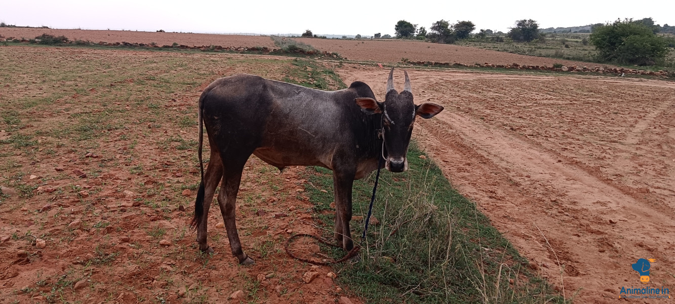1 ವರ್ಷದ ಹೋರಿಕರು 