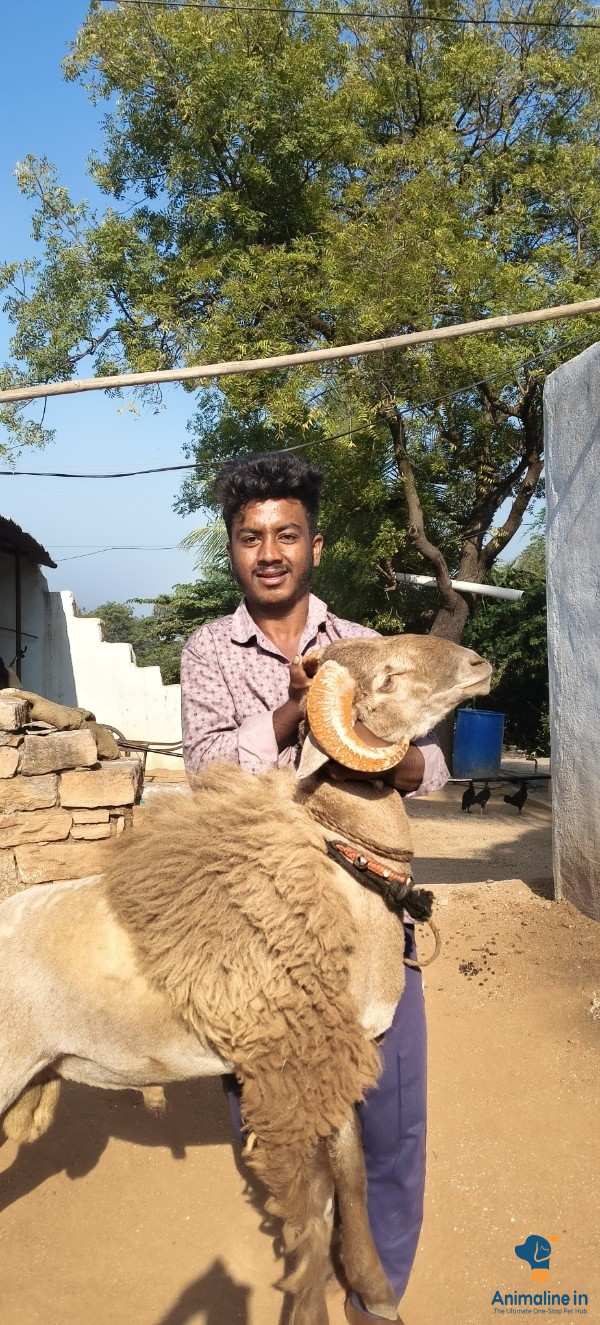 ಮರಿ ಮಾರಾಟಕ್ಕಿದೆ ಯಾರಾದರೂ ಬೇಕು ಕರೆ ಮಾಡಿ