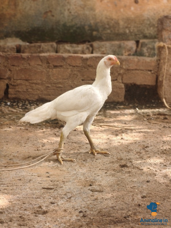 ಮಾರಾಟಕ್ಕಿದೆ ಆರೋಗ್ಯಕರ ಮಹಿಳೆ Aseel
