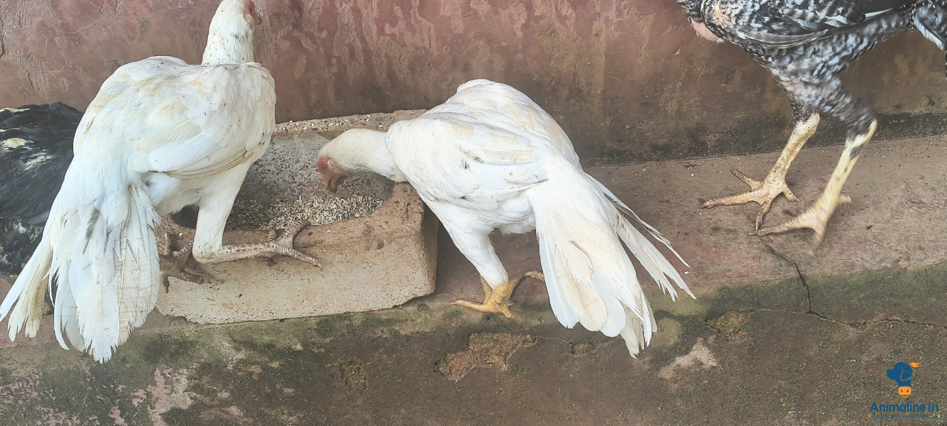 8month white hen pure breed