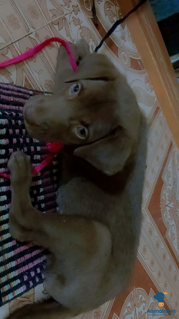 2 months old dog