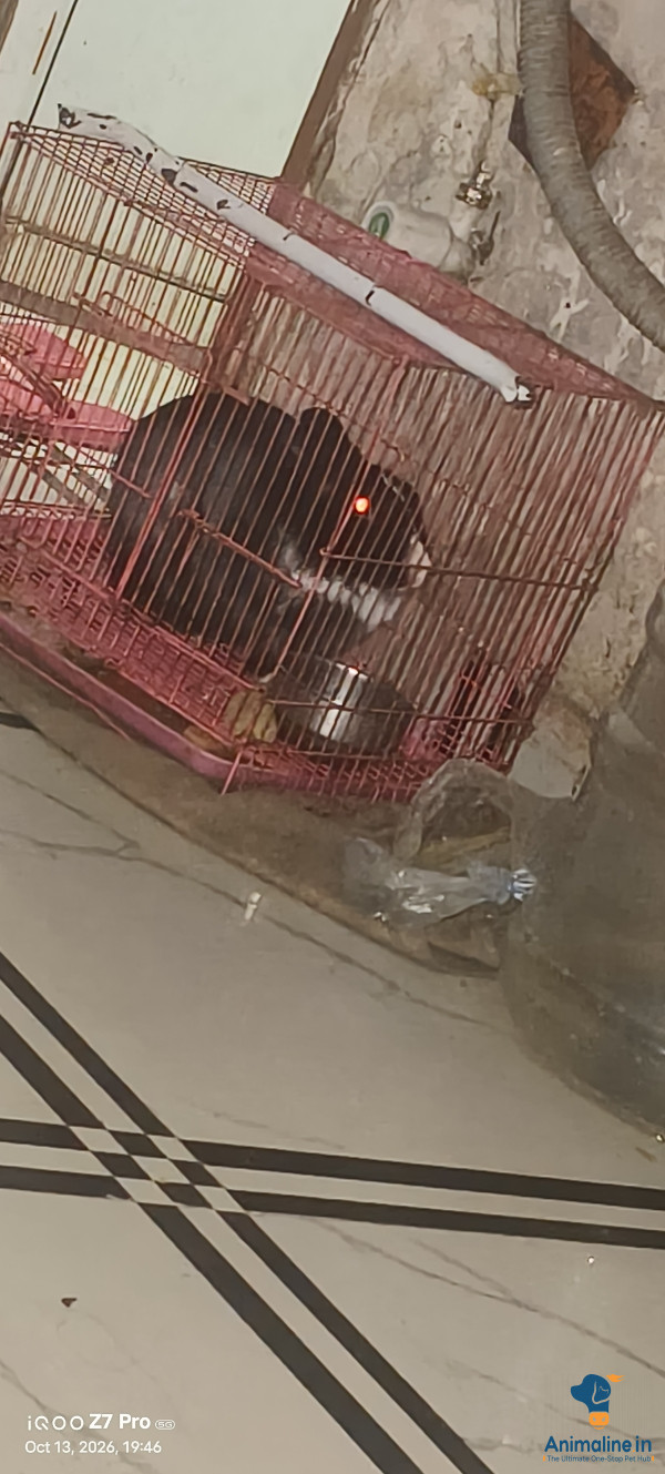 Healthy and Active Male  for Sale