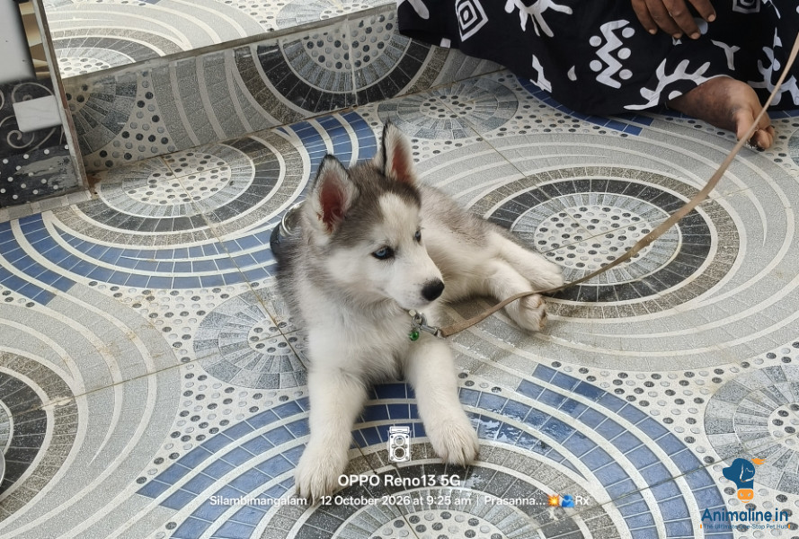 48 days pet 