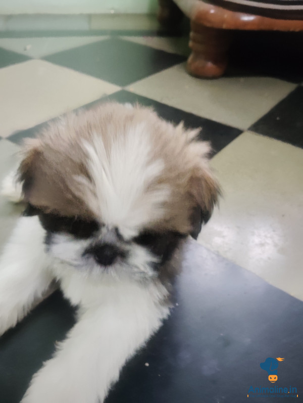53days male puppy