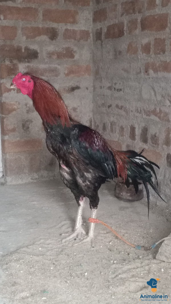 Bhimavaram Punju for sale 