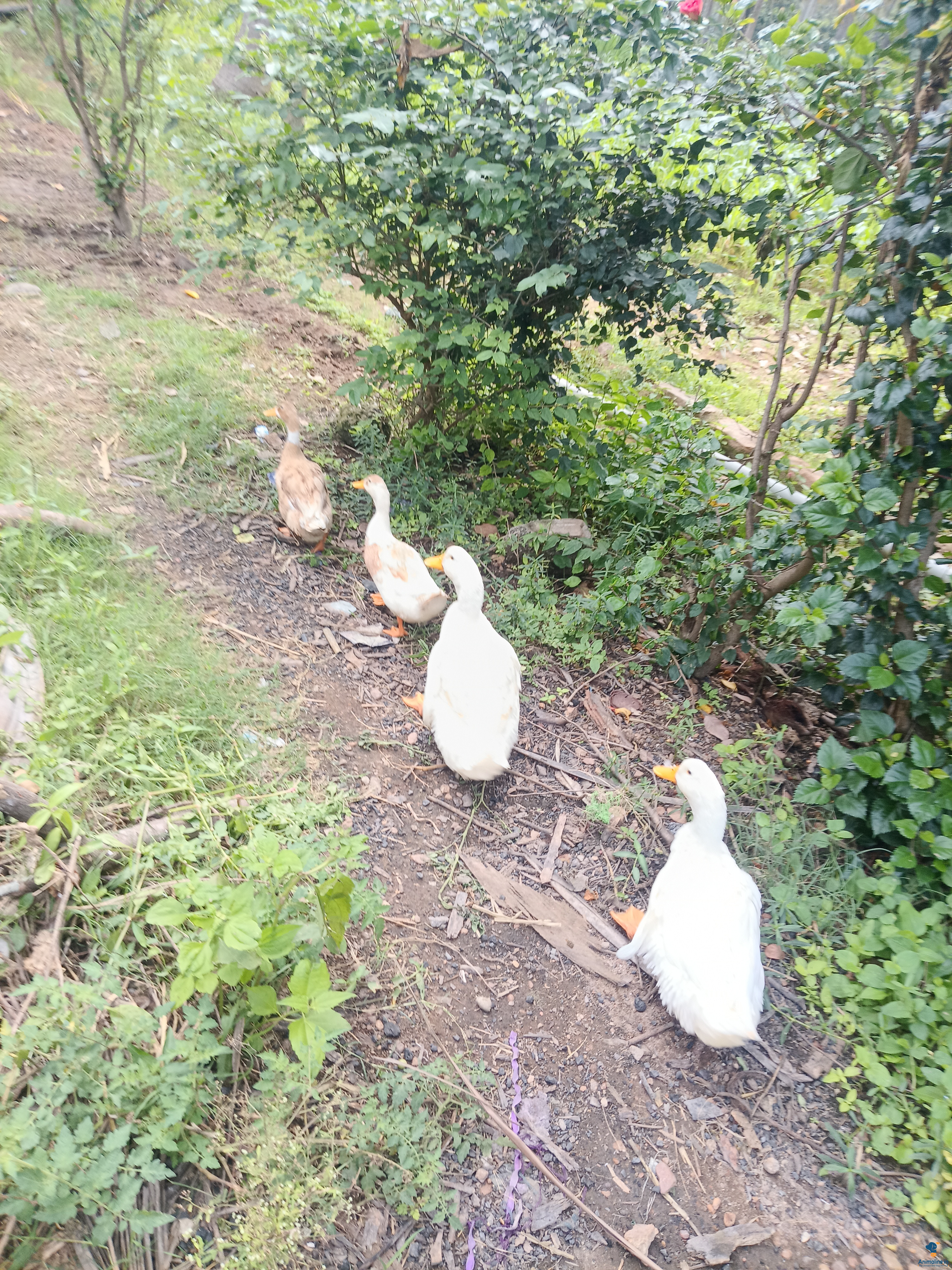 11 month  ducks