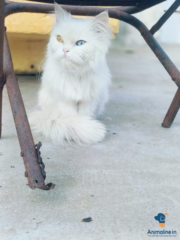 Himalayan Persian cat Punch face full white