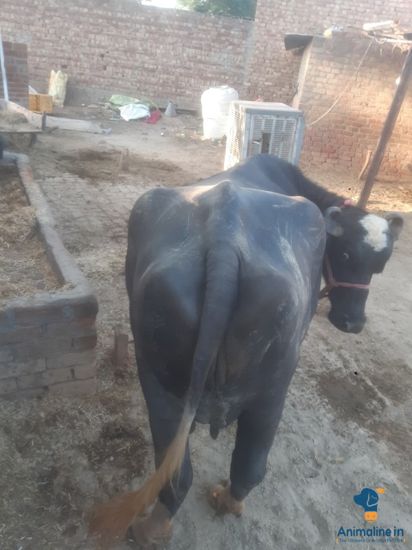 Sune wali hai aaj jaa kal me Suu pade gi