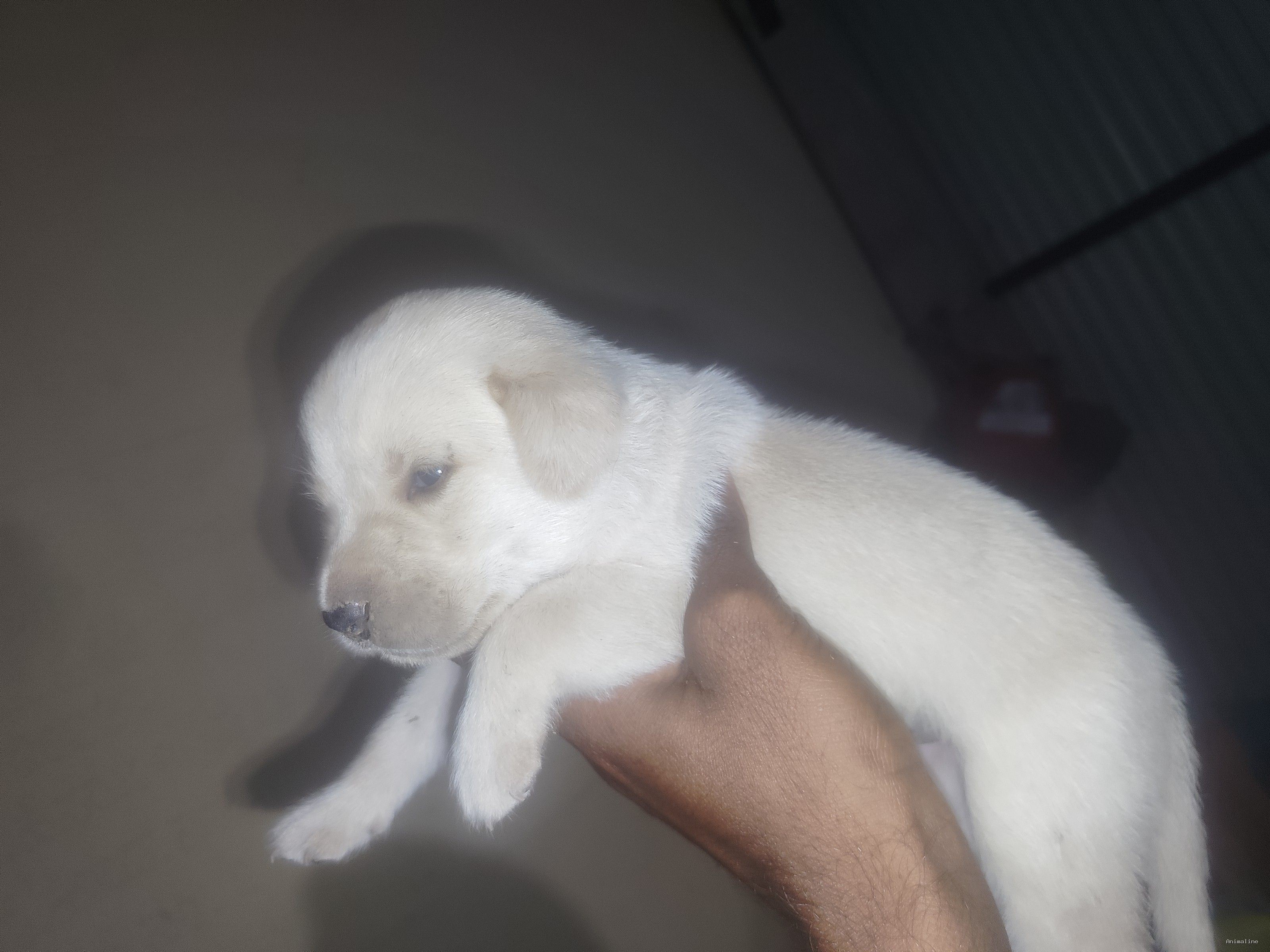 ಮಾರಾಟಕ್ಕಿದೆ ಆರೋಗ್ಯಕರ ಪುರುಷ ಮತ್ತು ಮಹಿಳೆ Labrador Retriever
