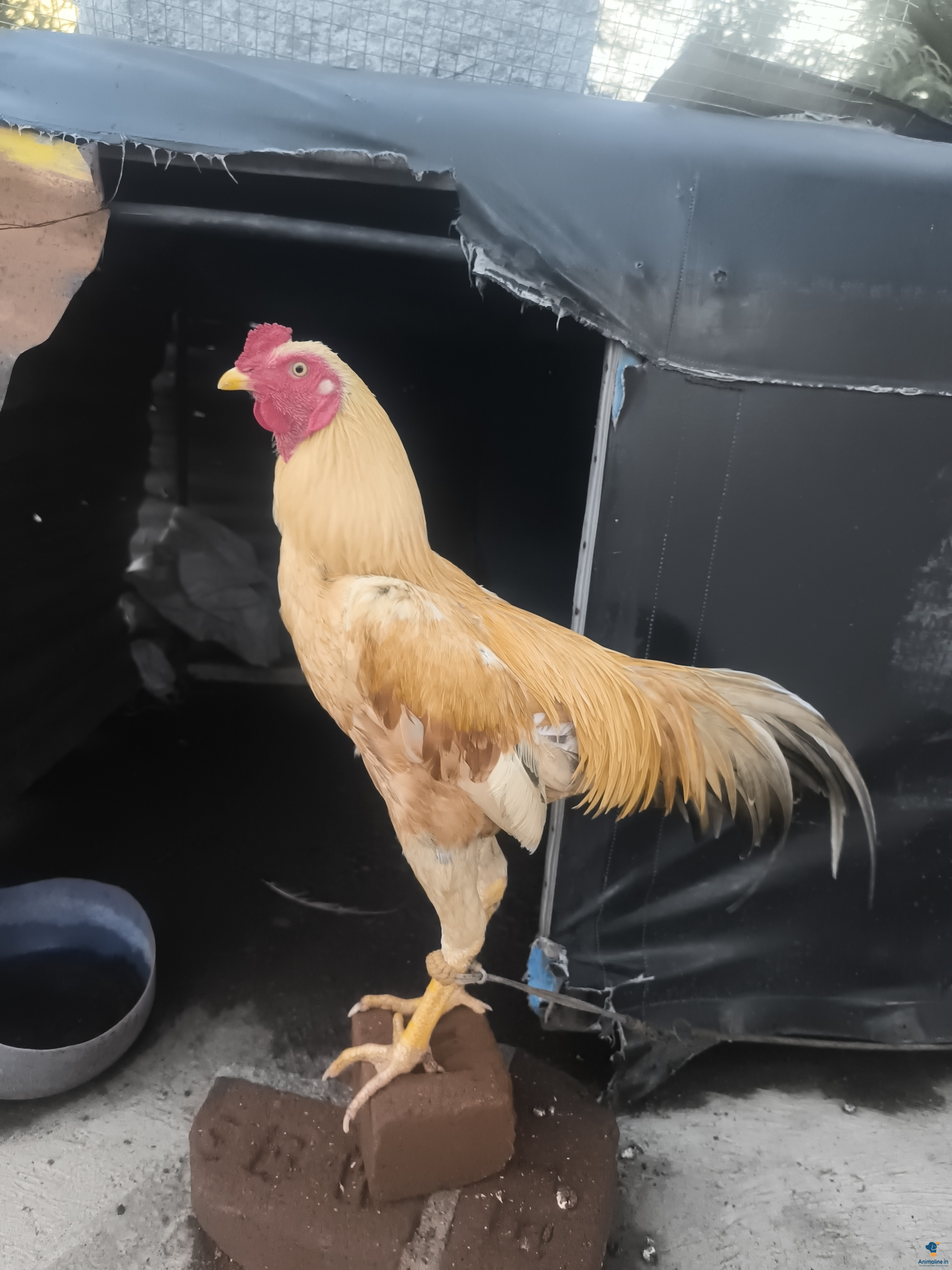 ಪ್ರೀಮಿಯಂ Aseel Hen {}