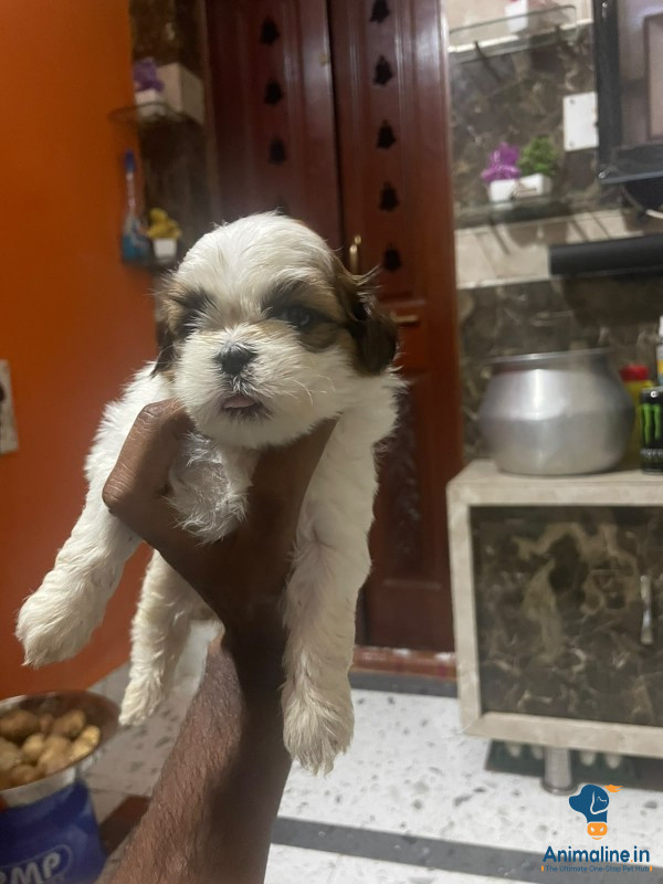 Healthy and Active Male&Females Shih Tzu for Sale