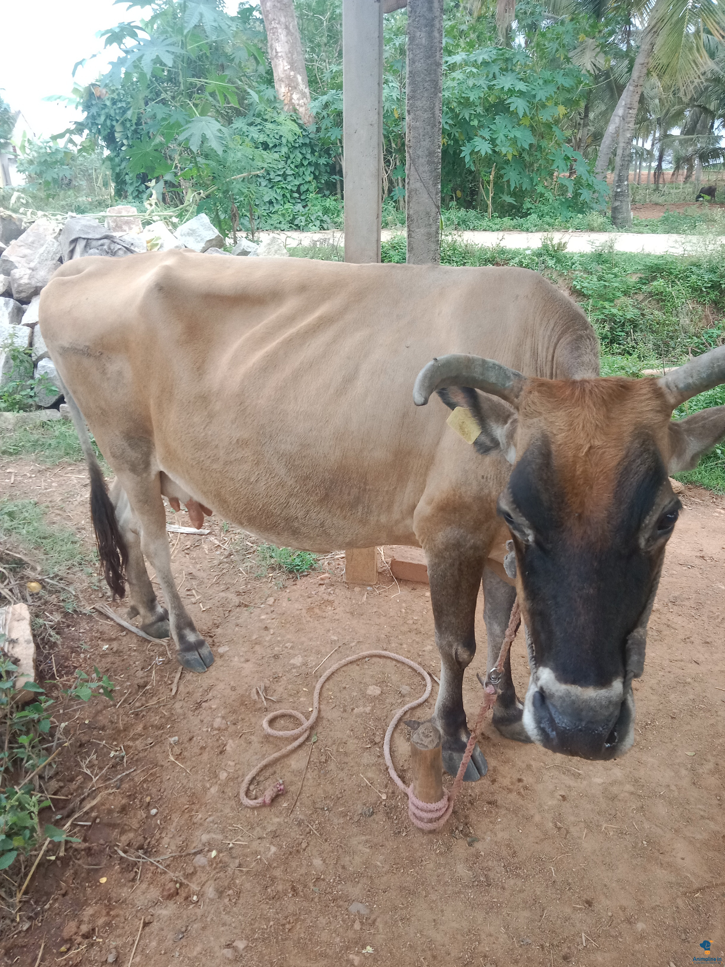 5 ದನೆ ಕರು 