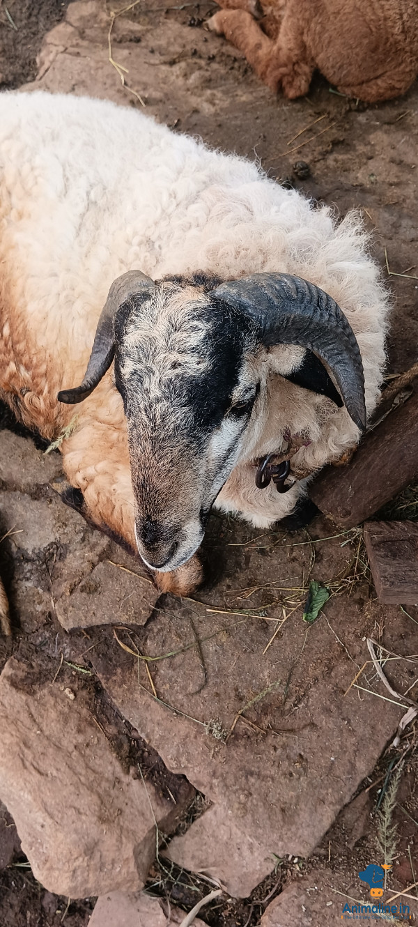 ಮಾರಾಟಕ್ಕಿದೆ ಆರೋಗ್ಯಕರ ಪುರುಷ Nali Sheep