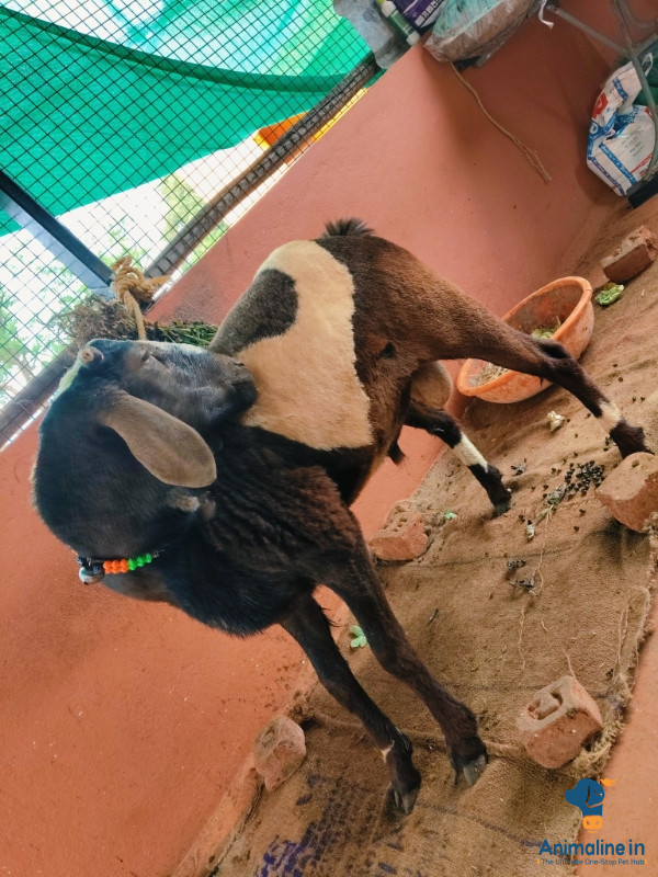 Healthy and Active Male Others for Sale