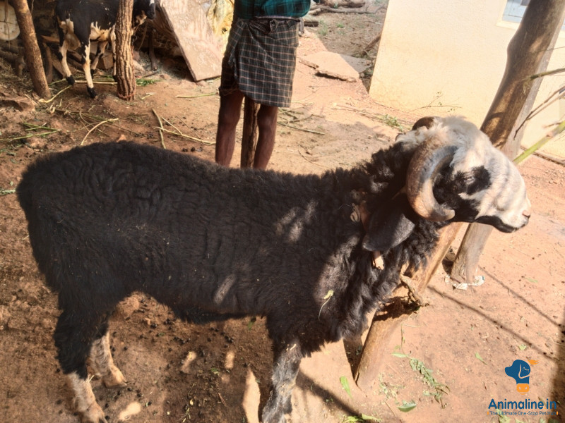 1 year male sheep 