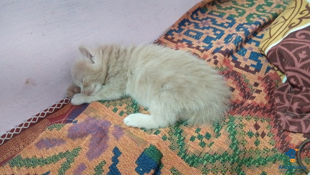 2 months kittens 2 male,2female
