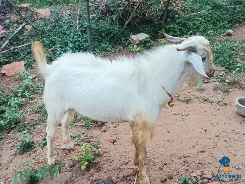 Premium Tellichery Goat for Adoption