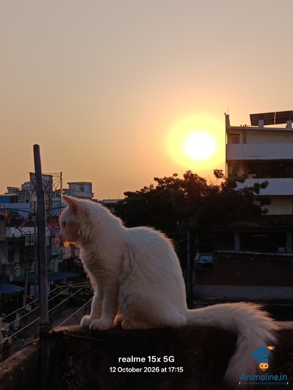 Premium  Cat for Adoption