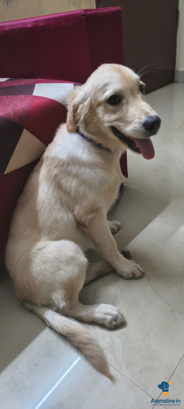 Golden retriever 4 month puppy, proper vaccinated 