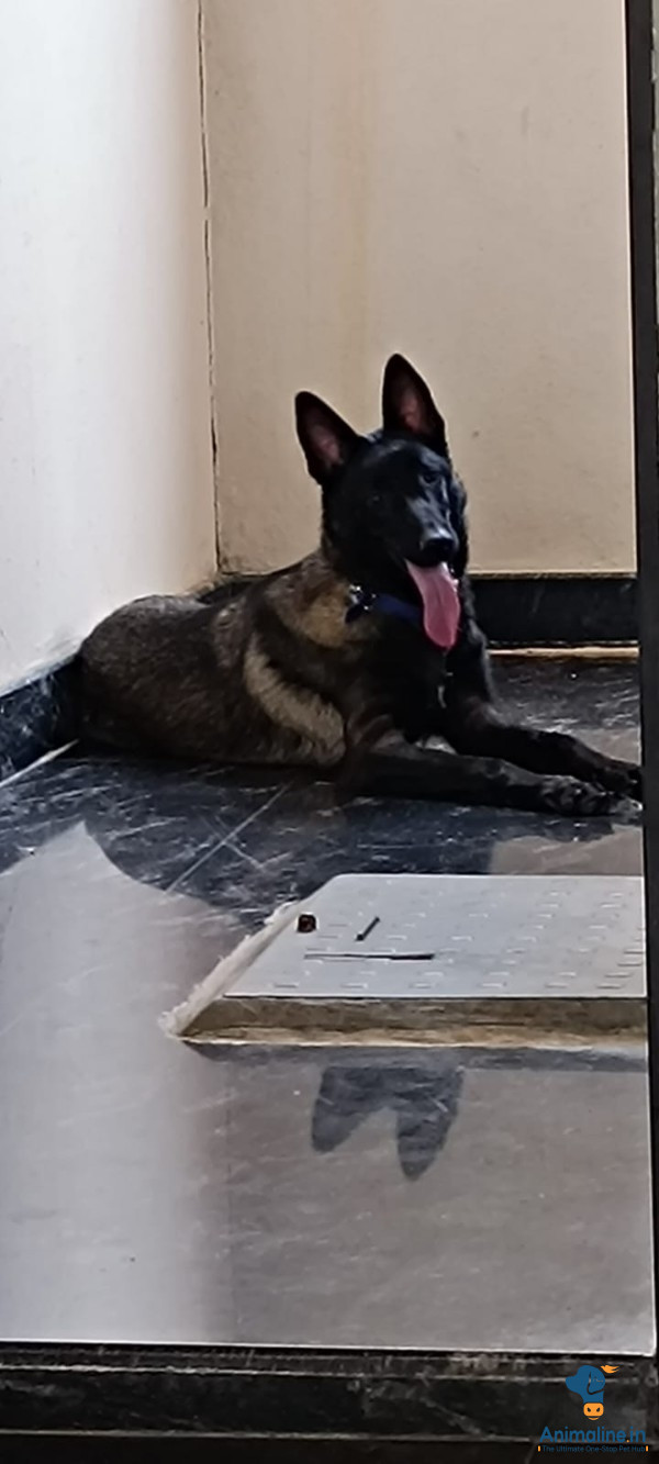 Healthy and Active Male German Shepherd Dog for Sale