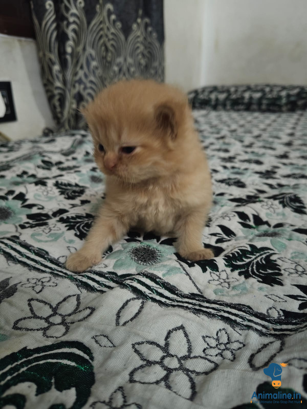 Persian Kitten for Sale  | Cute & Adorable