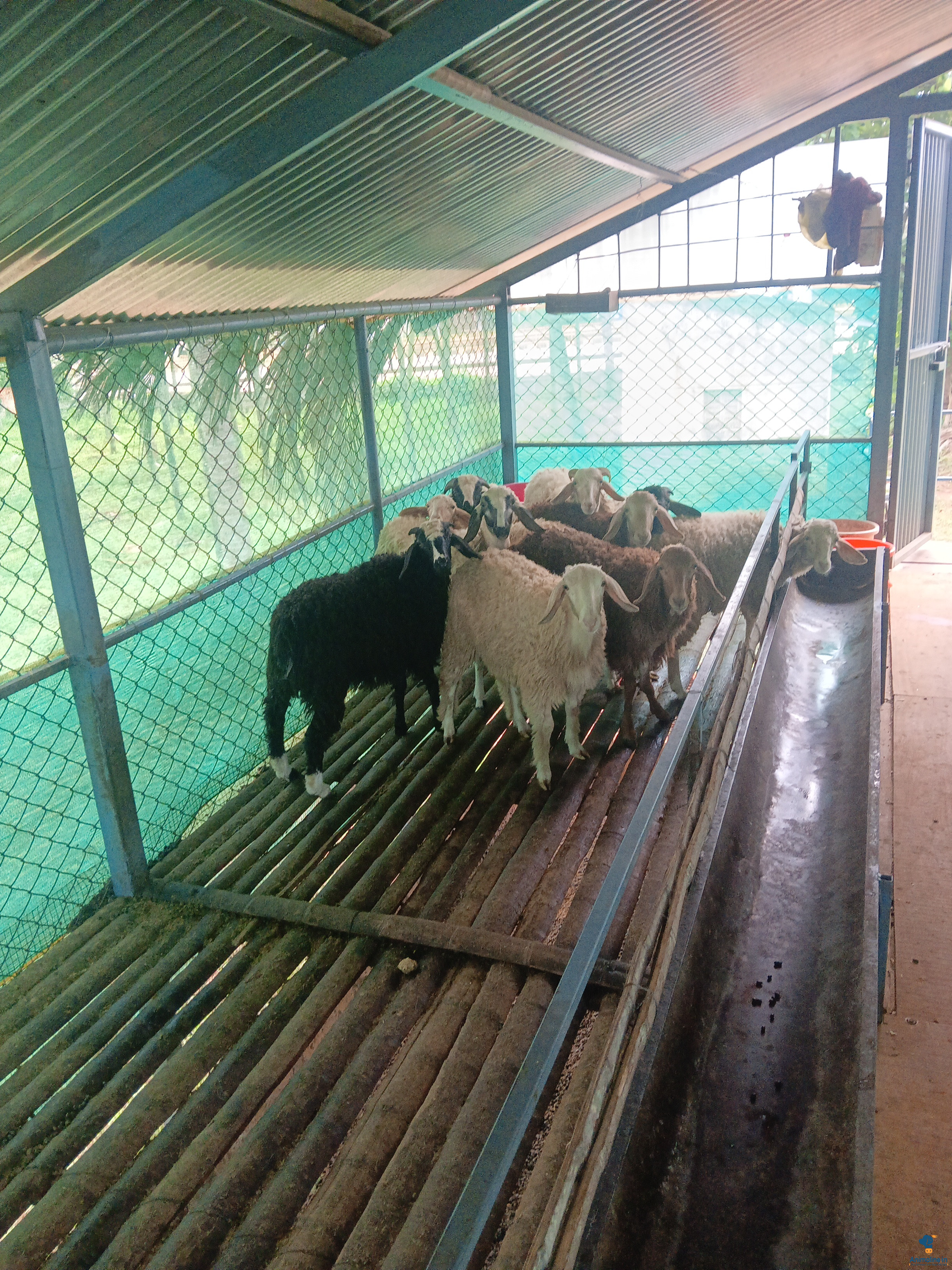 ಮಾರಾಟಕ್ಕಿದೆ ಆರೋಗ್ಯಕರ ಪುರುಷ Hassan Sheep