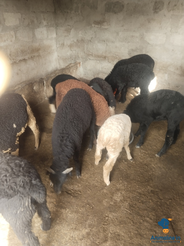 ಮಾರಾಟಕ್ಕಿದೆ ಆರೋಗ್ಯಕರ ಪುರುಷ Chokla Sheep